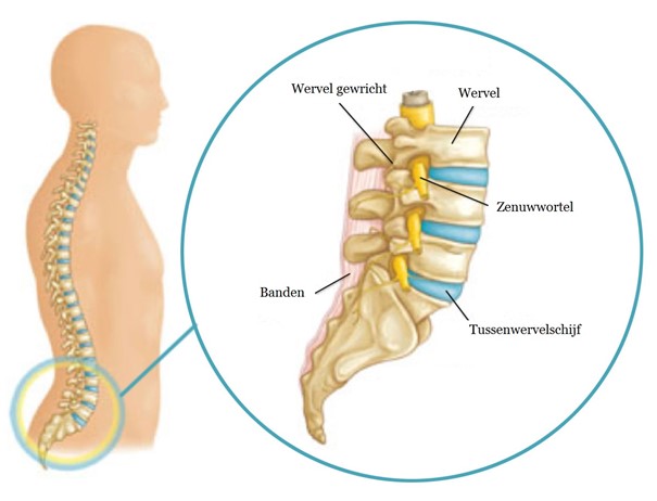 Chiropractie Hilversum - Specialist in nek-, rug-, en bekkenklachten